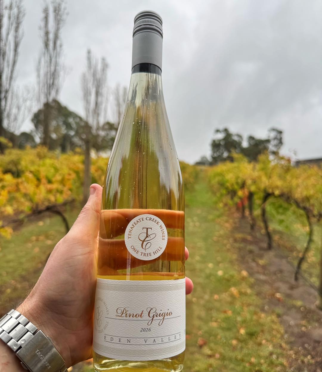 New Release 2026 Pinot Grigio